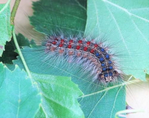 Lymantria dispar